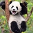 Pandakarhu